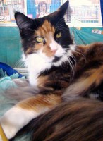 /album/fotogaleria-grace-gina-hairy-majesty-cz/dsc01927-g-jpg/